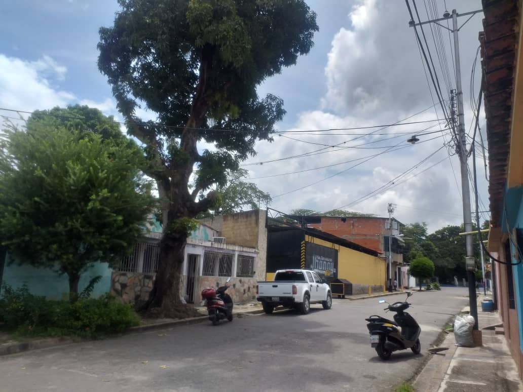 Árbol de 30 metros de altura amenaza con caer sobre viviendas y tendido eléctrico en Bejuma