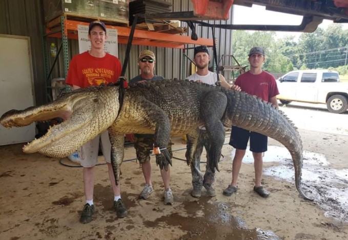 Objetos antiguos de un valor incalculable dentro del estómago de un cocodrilo gigante