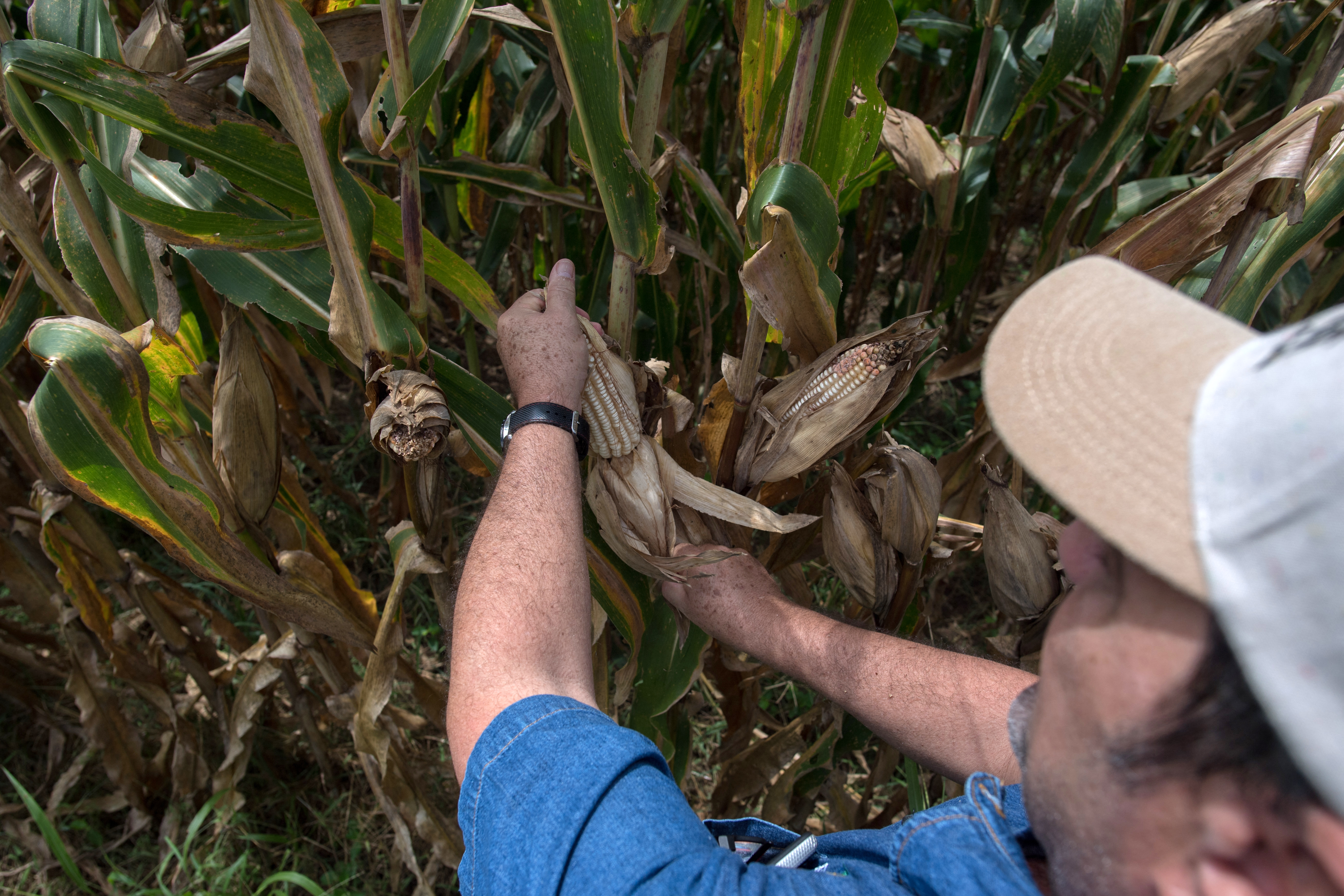 Fedeagro señala que el cambio climático afecta la producción de maíz