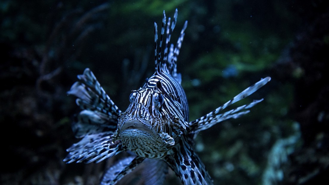 ¡Qué horror! Mujer estadounidense contrajo una extraña enfermedad tropical por un acuario