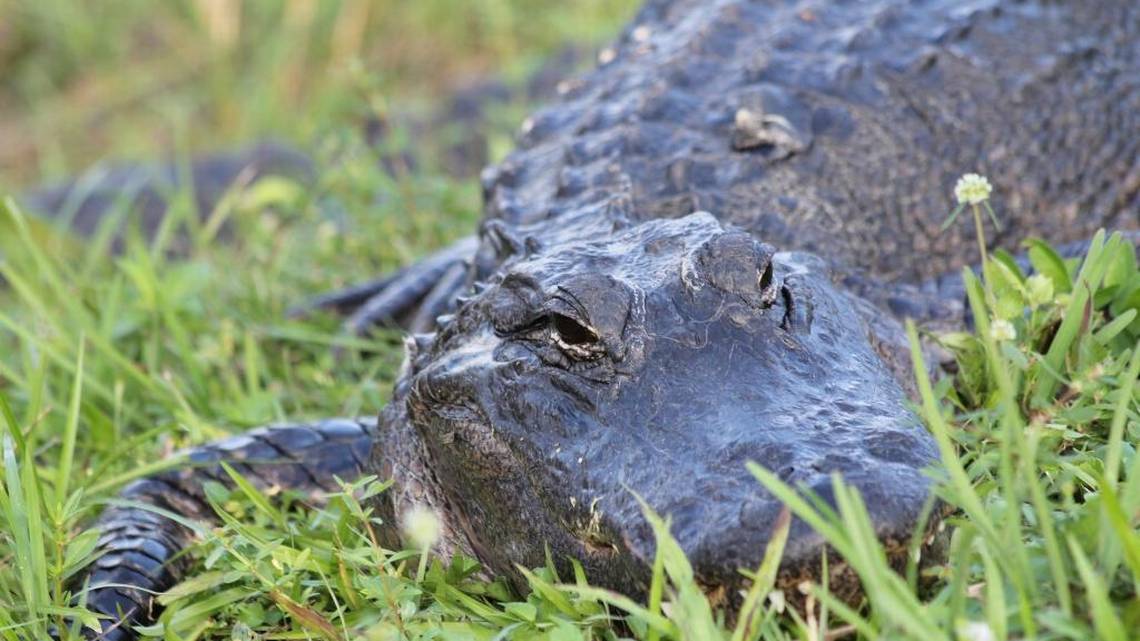 La increíble imagen de la tortuga que se montó a un caimán de tres metros como si fuera un caballo