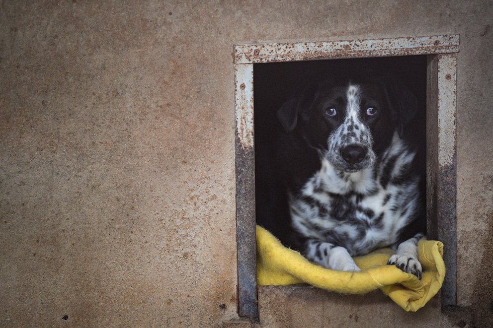 Corea del Sur planea prohibir el consumo de carne de perro