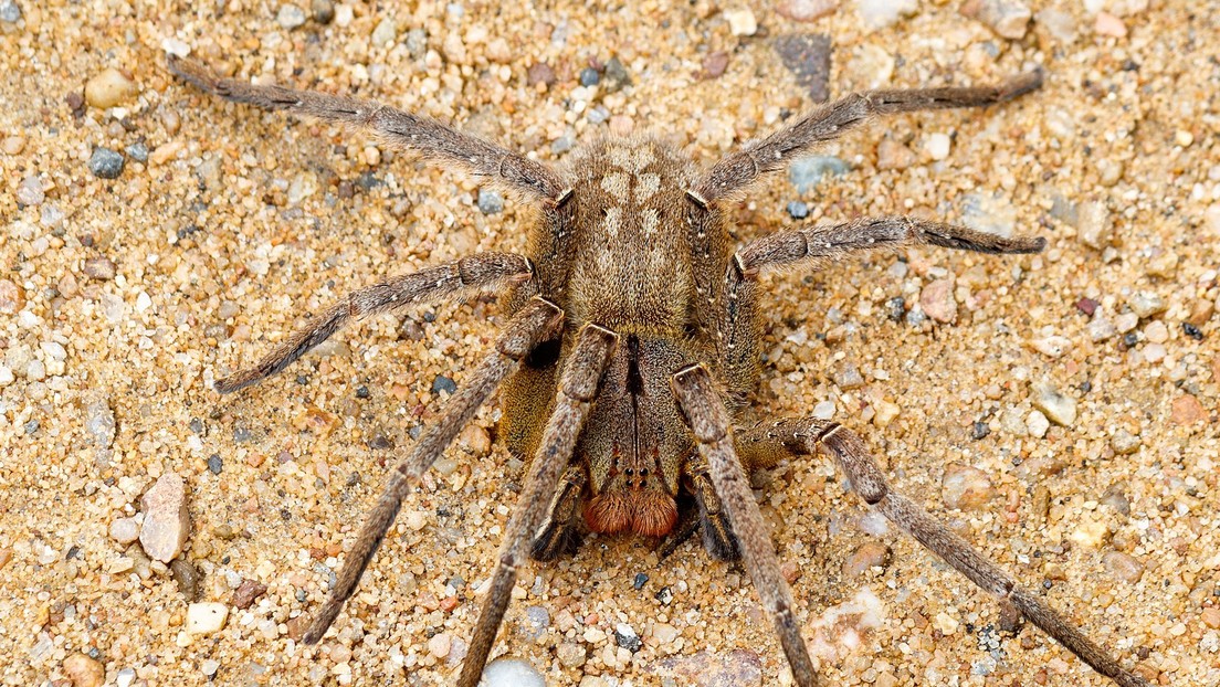 Fue a comprar plátanos al mercado, regresó a casa y… ¡sorpresa! Tenía la araña más venenosa del mundo dentro de la bolsa (FOTO)