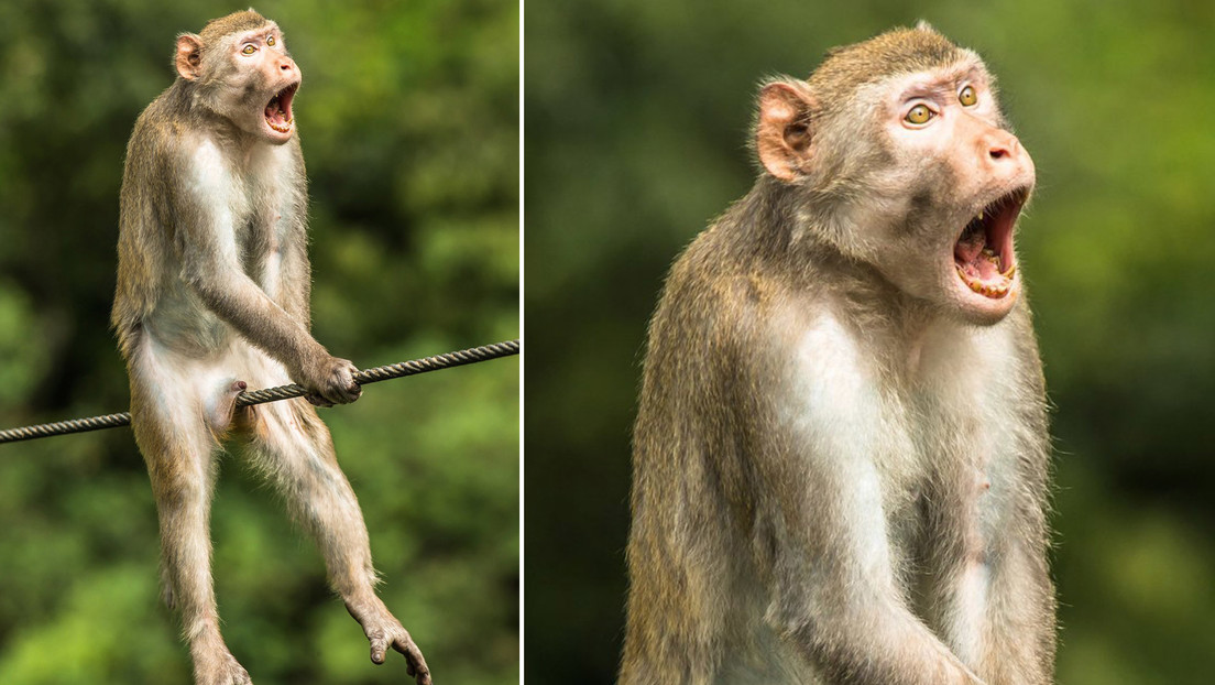 El concurso de las imágenes más cómicas de la vida silvestre del 2021 ya tiene su ganador