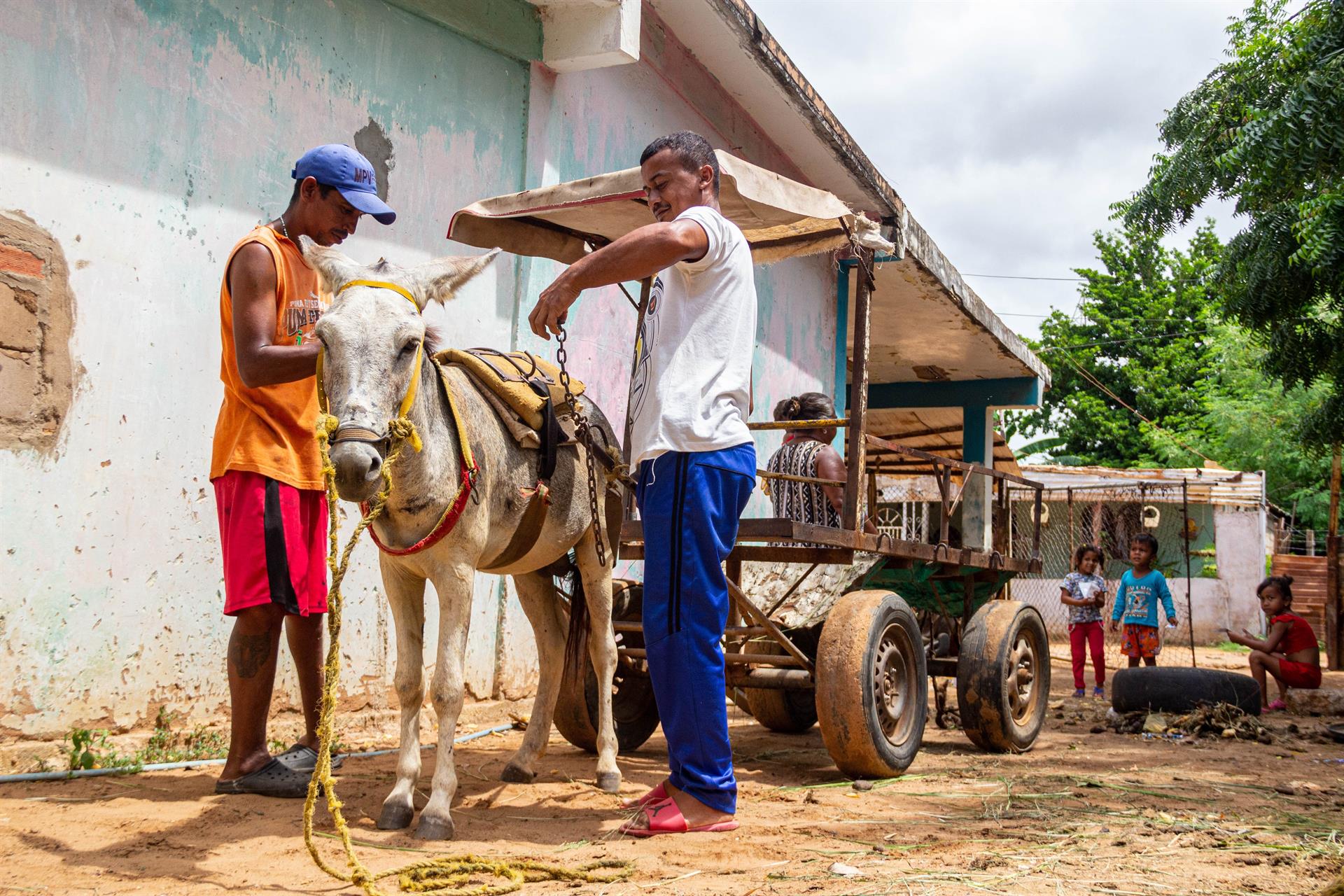 Burros como transporte: el retroceso forzado de Venezuela a tiempos ancestrales