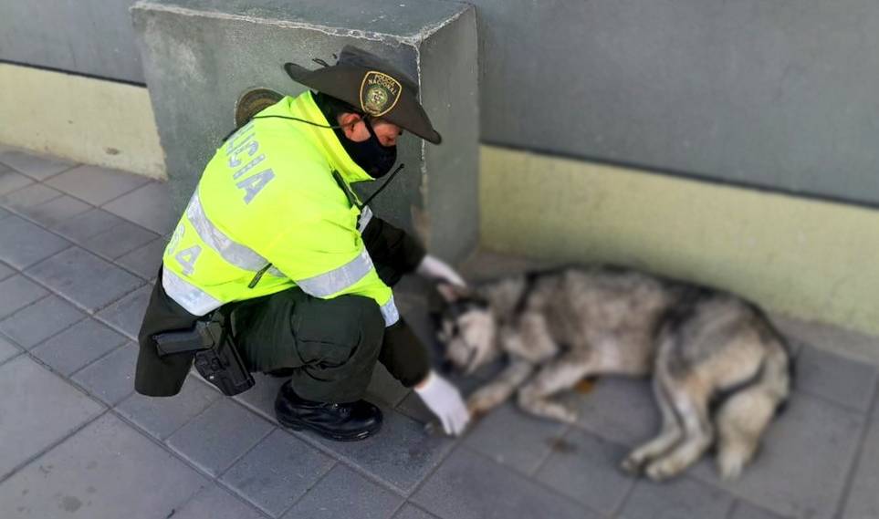 Perro murió apuñalado en Colombia tras defender a su dueña de un intento de asesinato (IMÁGENES)