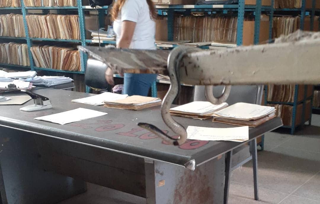 Filtraciones y culebras encontraron en el archivo del Hospital Central de San Cristóbal (FOTOS)