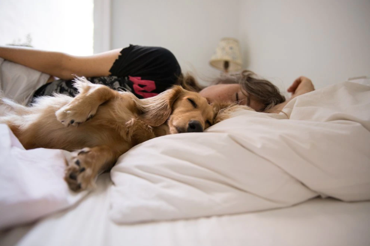 Las mascotas serán jurídicamente miembros de la familia en España desde el #5Ene