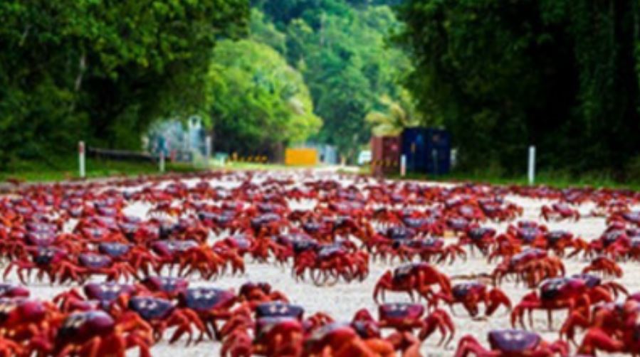 ¡Plaga bíblica! Cerraron carreteras en Australia por invasión de cangrejos… ¡Caníbales! (video)