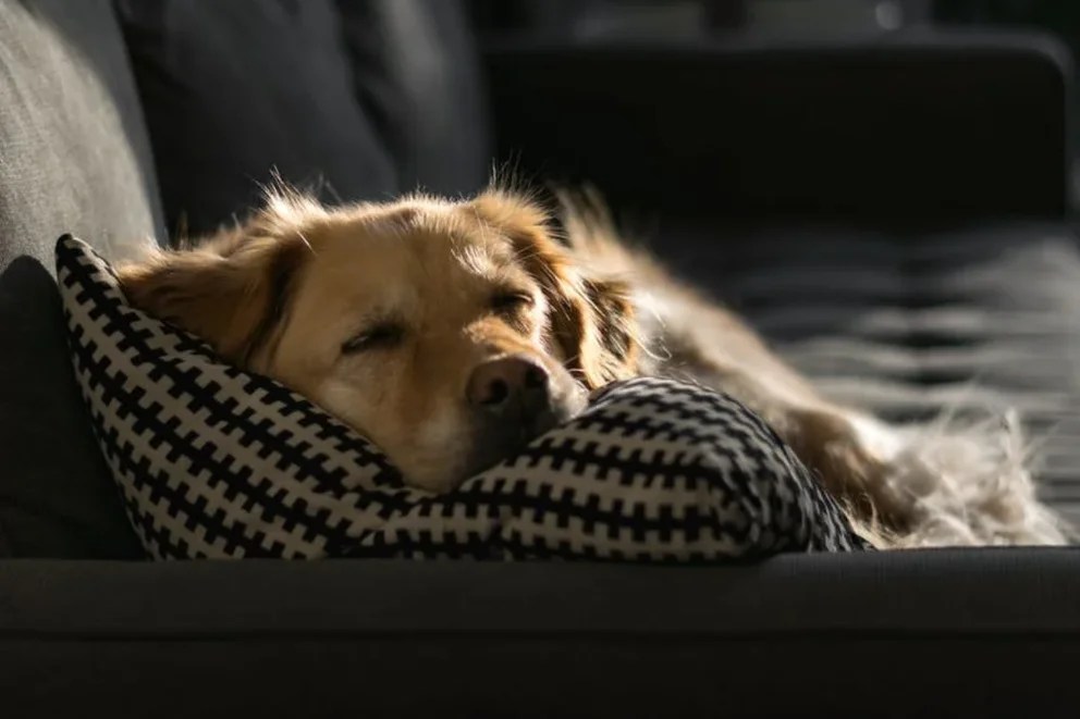 ¿Por qué los perros dan vueltas en círculos antes de echarse?