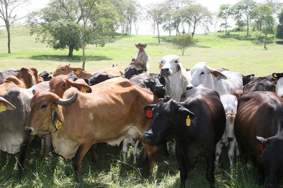 Ganado guariqueño en peligro: productores exigen reforma de la Ley de Protección a la Actividad Ganadera