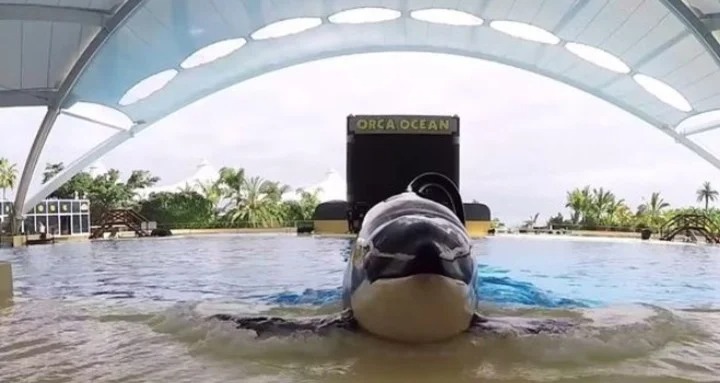 El día que una orca de SeaWorld atacó y mató a su entrenador