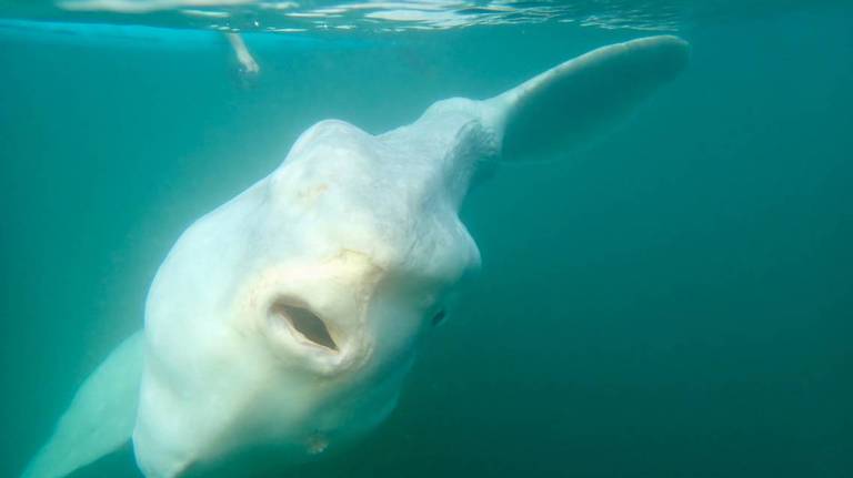 ¡Asombroso! Una criatura gigante nunca antes vista nadó bajo su tabla en California (FOTOS)