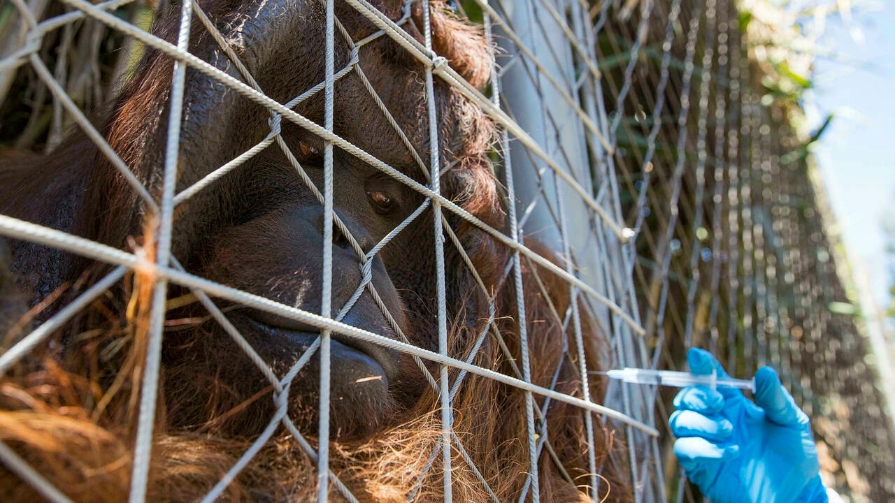 Zoológico en Chile comenzó a vacunar a animales contra el Covid-19