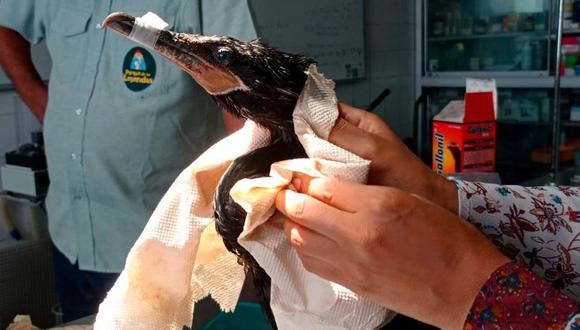 Desastre ecológico en Perú: la fauna marina podría tardar hasta diez años en recuperarse