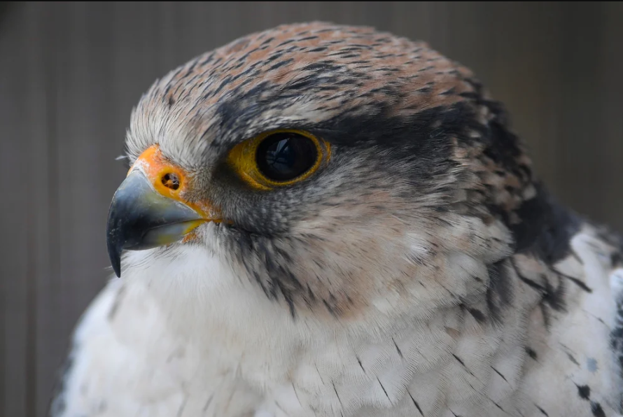 ¿Por qué las aves no tienen dientes?