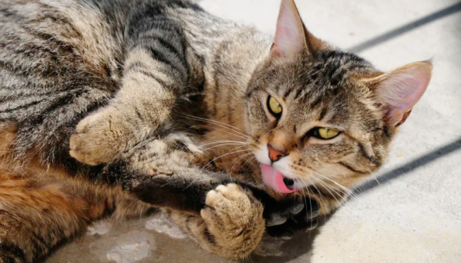 ¿Ciencia o superstición? Por qué los gatos saben cuándo va a llover