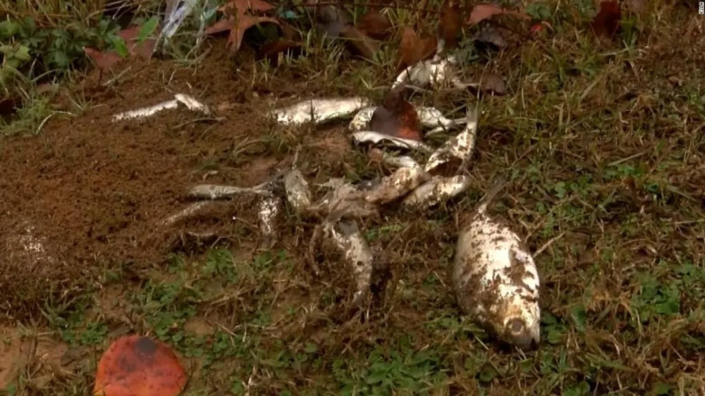 El clima está loco: Llovieron peces sobre una ciudad de Texas