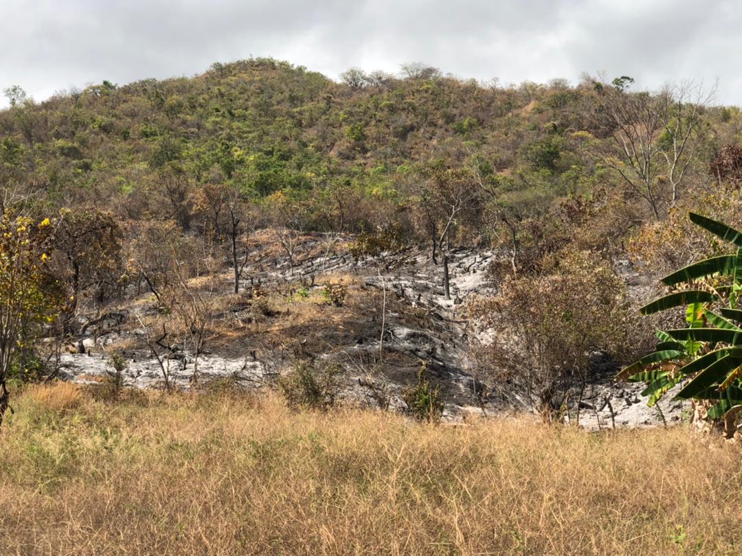 Queman “pulmón vegetal” en Guárico y los bomberos sin poder sofocar las llamas