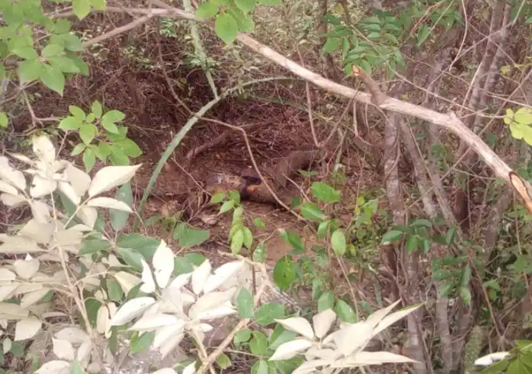 En avanzada descomposición localizaron el cadáver de una joven en Ureña