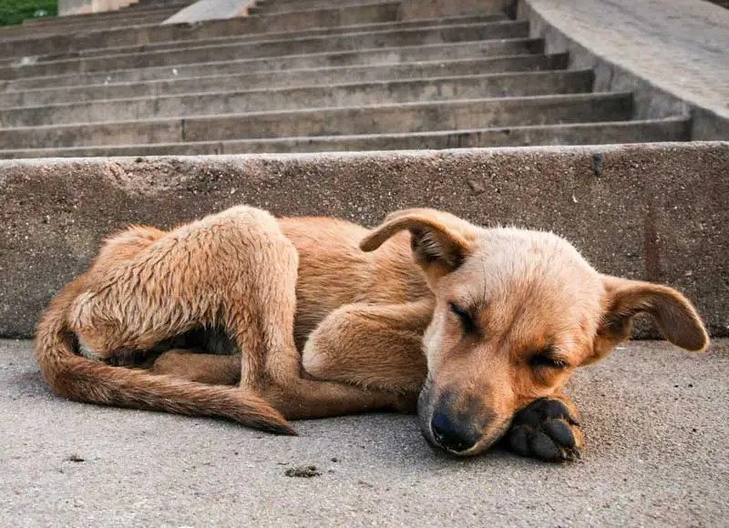 Detienen a un sujeto por la muerte de un perro en El Paraíso