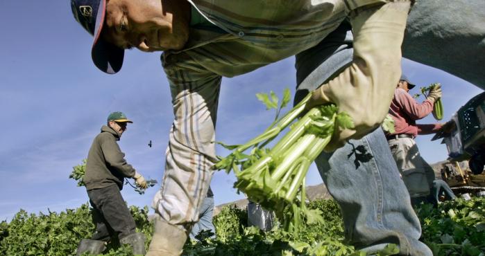 Toma nota: Las 10 compañías que contratan más trabajadores agrícolas en EEUU