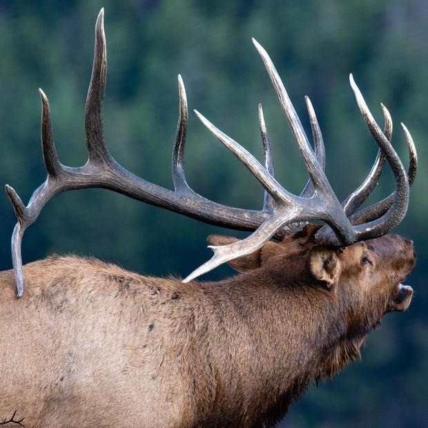 Icónico alce toro encontrado muerto en el Parque Nacional de las Montañas Rocosas