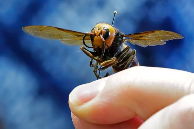 Un spray sexual podría aniquilar los enormes avispones asesinos que invaden EEUU