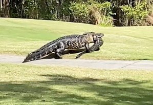 Imágenes aterradoras muestran a un enorme caimán devorando a su rival en un campo de golf de Florida
