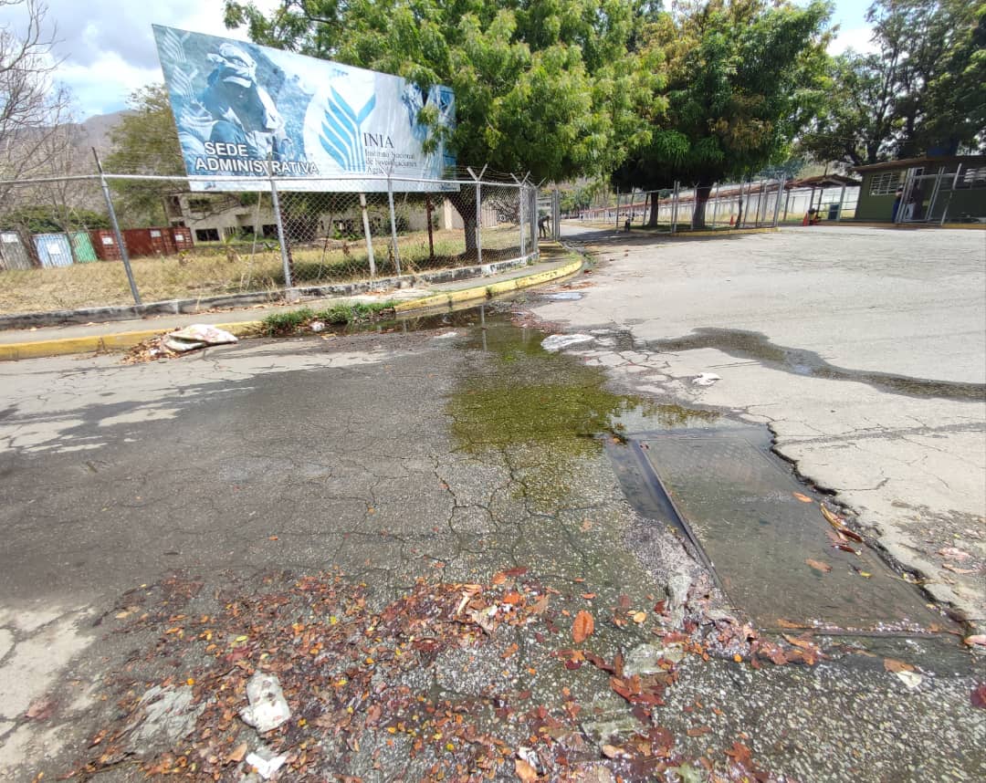 Mientras cientos de casas sufren sin agua, en el Inia Maracay se desperdician miles de litros