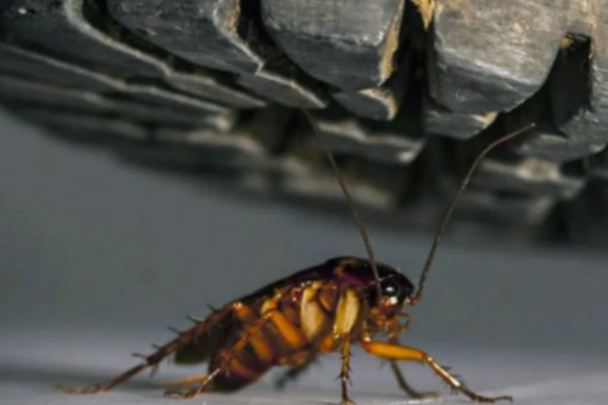 ¿Por qué no se debe de pisar una cucaracha?