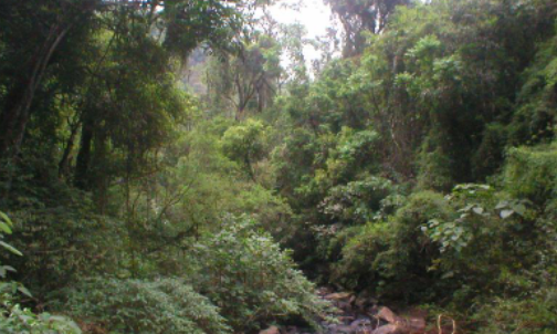 Conmoción en Argentina: Hallaron a un joven ahorcado en un bosque