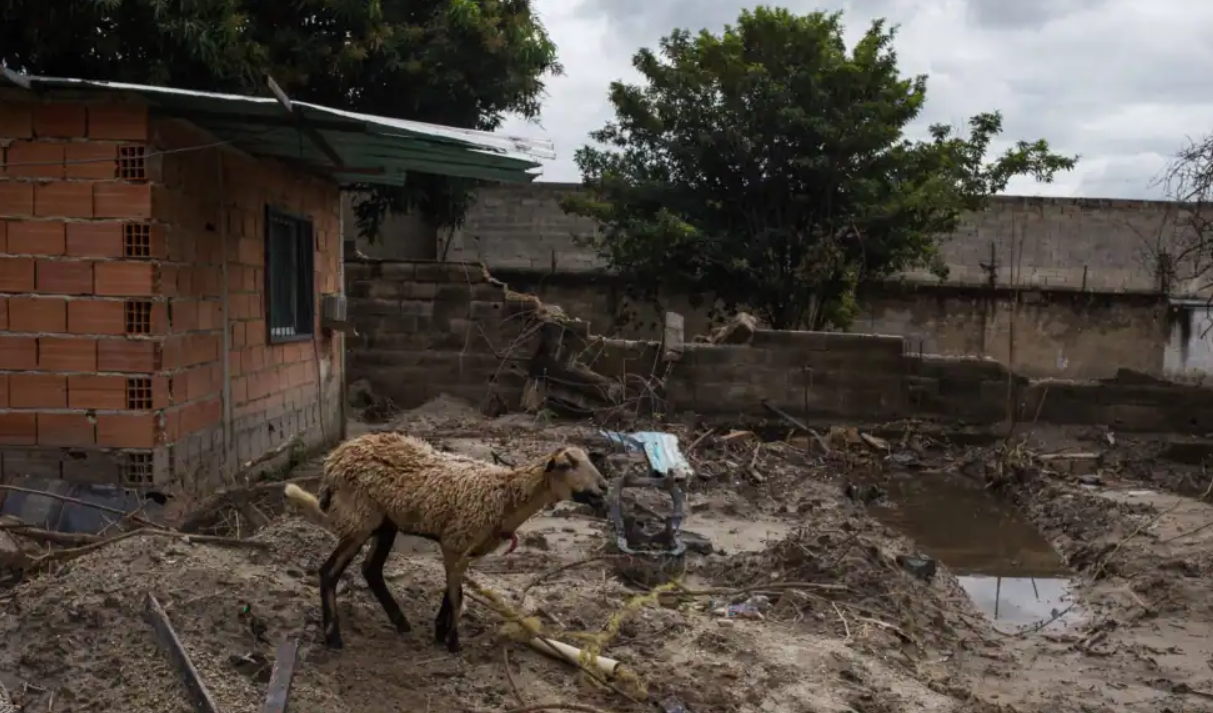 “La situación es dramática”: Ganados y sembradíos bajo las aguas en Venezuela