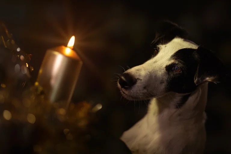 Los perros y los gatos perciben la muerte de sus compañeros