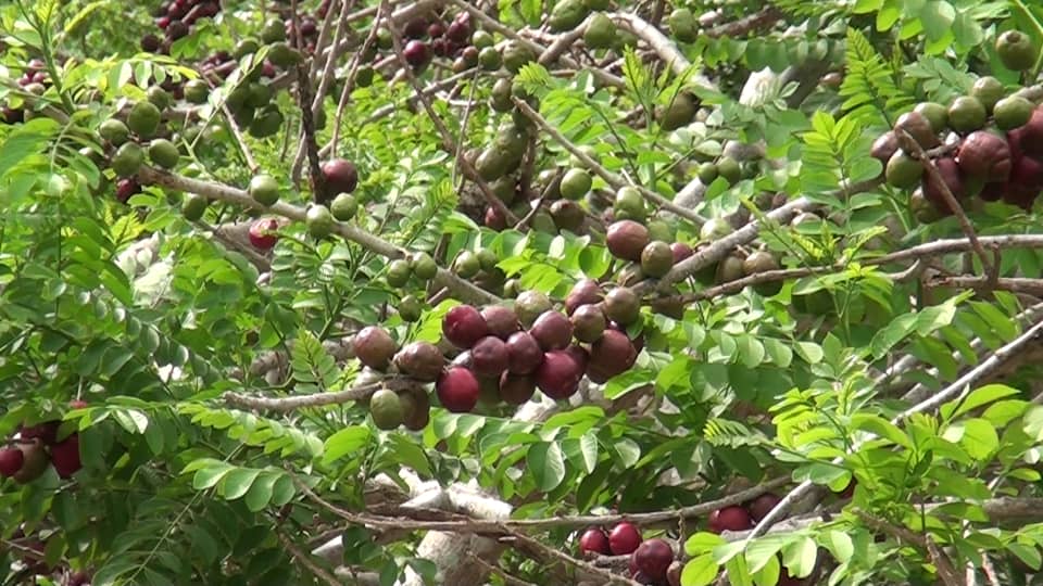 Se muere la producción de ciruela en Venezuela bajo la mirada indiferente del chavismo