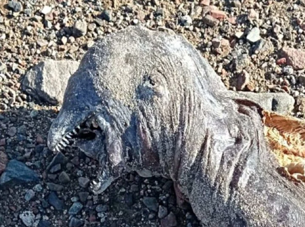 Con dos mandíbulas y sin ojos: Desconcierto por aparición de otra extraña criatura en una playa… nadie sabe lo que es