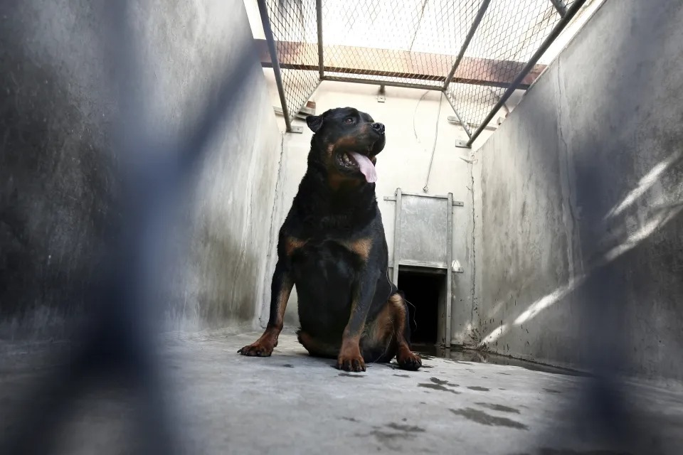 Horror en Tennessee: Sus rottweilers se la comieron viva en presencia de un niño pequeño