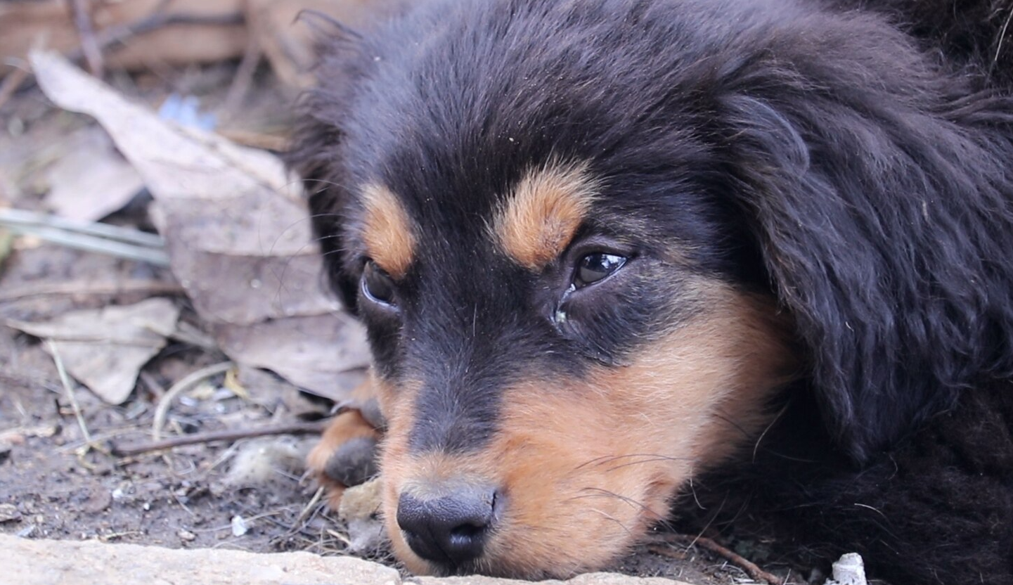 “Dejen de abandonar y adopten”: refugio de animales agoniza en Venezuela (Video)