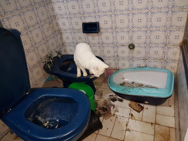 Propietaria cruel: dejó a sus mascotas sin alimento y se comieron entre ellas