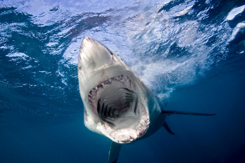 FOTO: Un extraño tiburón apareció en las playas y horrorizó a todos con su aspecto