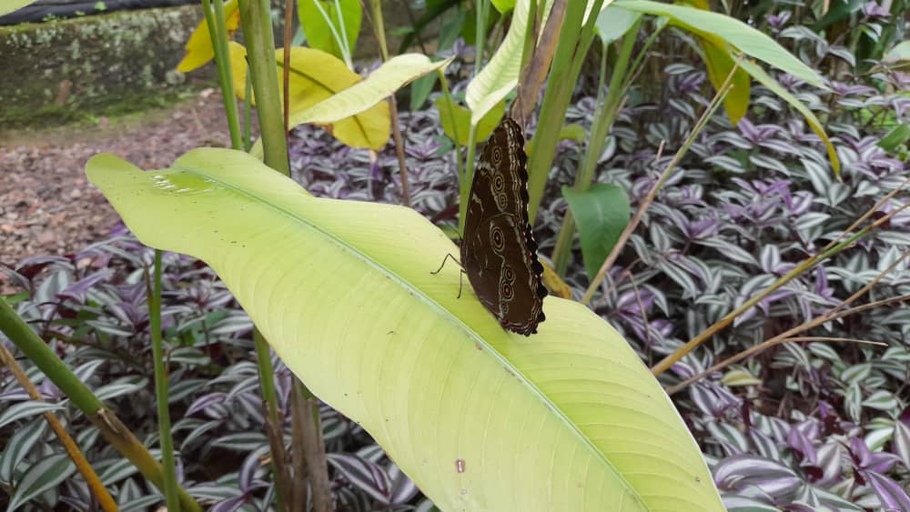 Investigadores tachirenses crean el primer mariposario del occidente de Venezuela