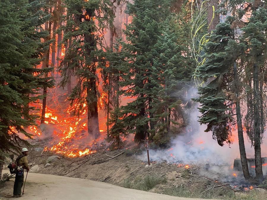 Sequía e incendios amenazan las ancestrales secuoyas en EEUU