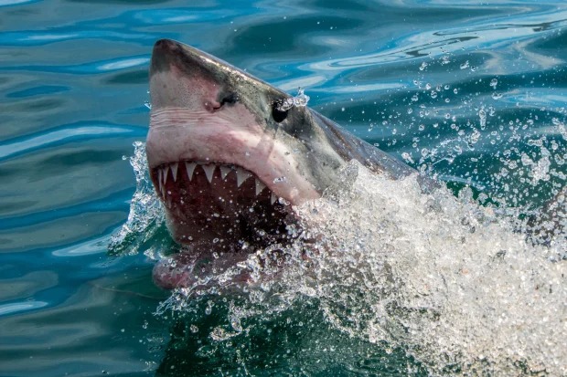 Los grandes tiburones, fundamentales para la salud de los océanos, están en peligro