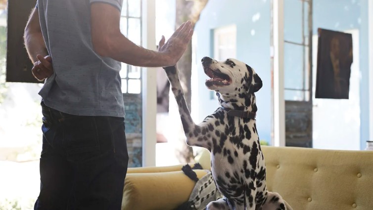 Se conocieron las razones por las que el perro es el mejor amigo del hombre