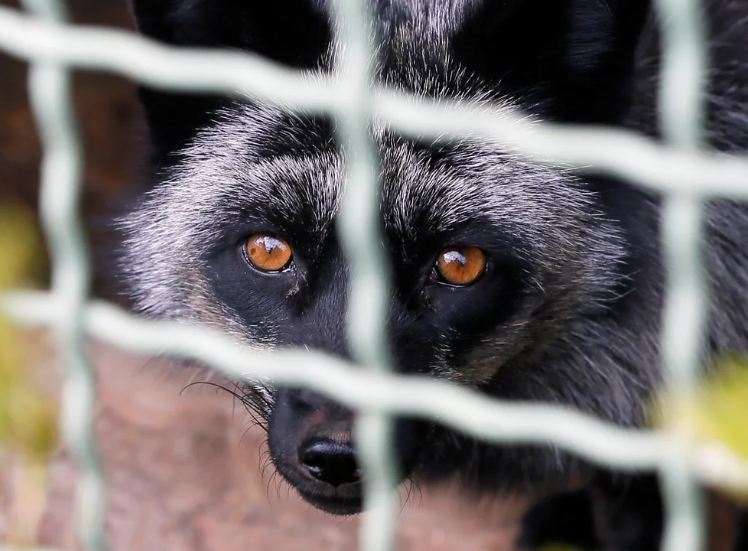 Un estudio reveló que una popular raza de perro en China pudo haber sido la responsable de transmitir el coronavirus a los humanos