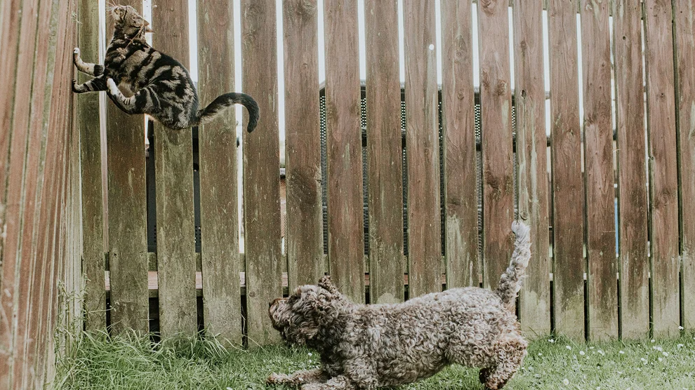 Por qué los perros persiguen a los gatos y cómo evitarlo