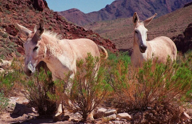 Los burros salvajes se convierten en alimento para pumas en California