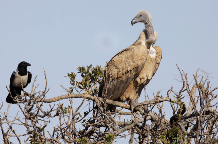 Alerta ecológica: Más de 150 buitres en peligro de extinción murieron envenenados en Sudáfrica