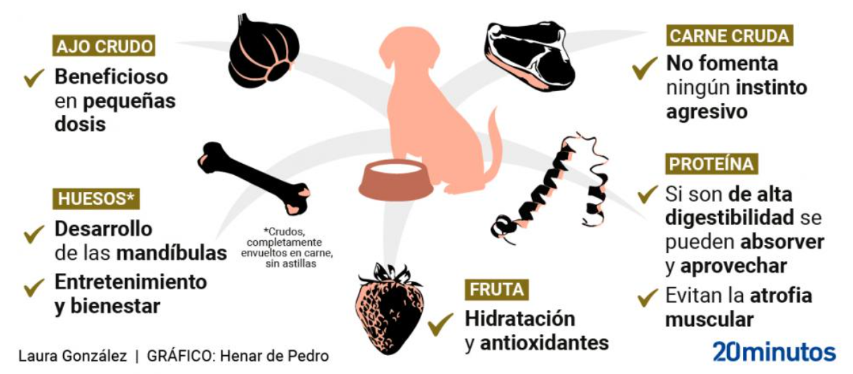 Cinco alimentos que no solo no son veneno para los perros, si no que pueden beneficiarles