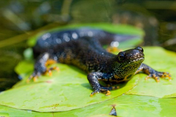 Temen que pequeños extraterrestres de seis pulgadas hayan sido enviados a la tierra para preparar una invasión masiva